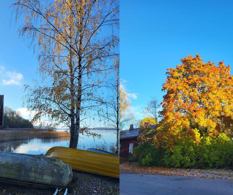syksyinen maisemakuva, puita, merta ja syksyn värejä